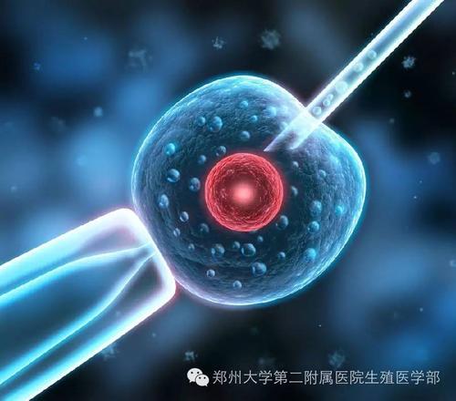 沈阳正规助孕产子花费:排卵期的运动会影响怀孕吗？