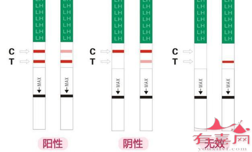 强阳已经排卵是真的吗？