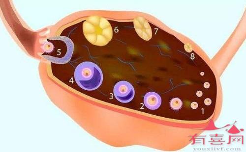 遵义供卵中介多少钱-卵巢中正常的卵泡数量是多少？