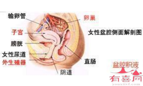 西安有偿捐卵联系方式