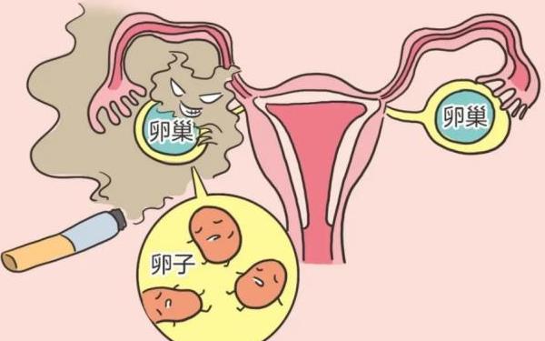 深圳借卵试管哪里找-试管婴儿对卵巢的功能有影响吗？请看这里的卵巢护理!