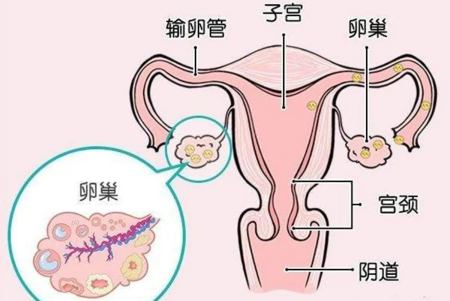 东莞供卵试管生儿子多少钱：只有两个卵泡的试管婴儿的成功率是多少？这取决于卵子的质量。